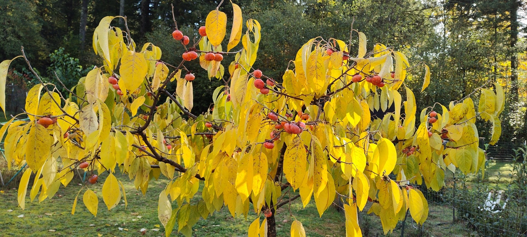 IMG_20251029_140047799.jpg IMG_20251029_140047799.jpg