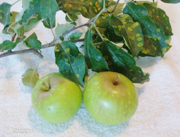 green-apple-tree-800x611.jpg